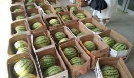 学校校园吃瓜,揭秘校园里的那些“秘密”趣事