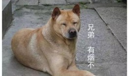 大黄狗吃瓜视频,萌态十足引网友爆笑