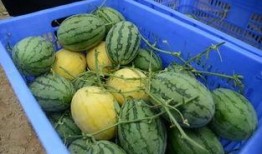 吃瓜群vx,vx社交圈中的趣味与热议