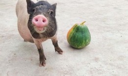 猪吃的瓜,田园生活乐无边