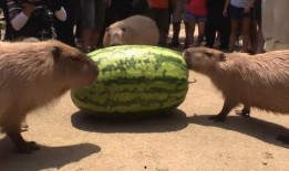 吃瓜镜头,那些被吃瓜镜头捕捉的瞬间