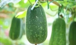 夏天吃瓜好还是过好,吃瓜还是过好？