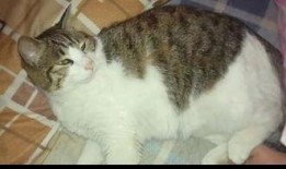 吃瓜群众的猫吵架,吃瓜群众见证的喵星人争吵风云