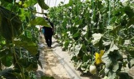 大西平吃瓜群众视频,揭秘网络热点的幕后故事